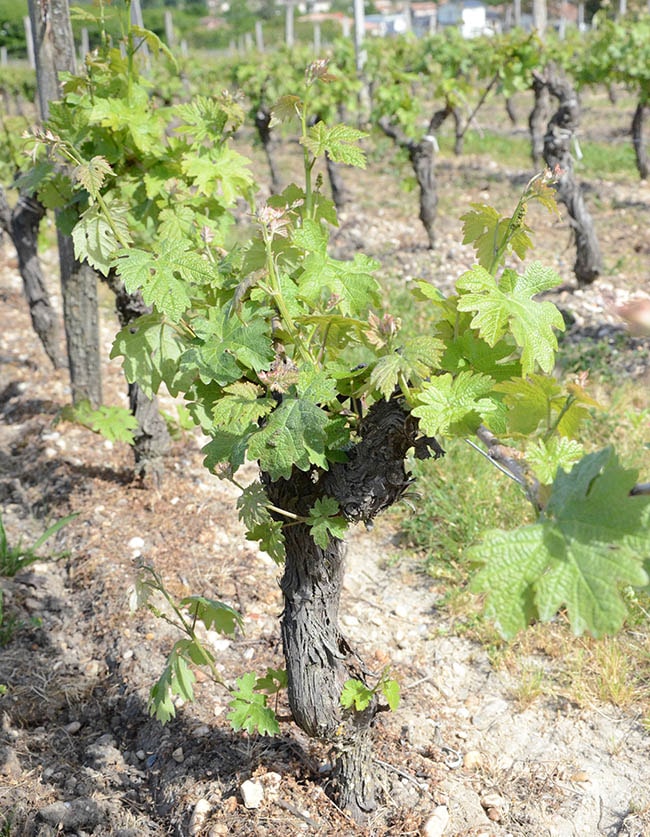 terroir chateau lafargue