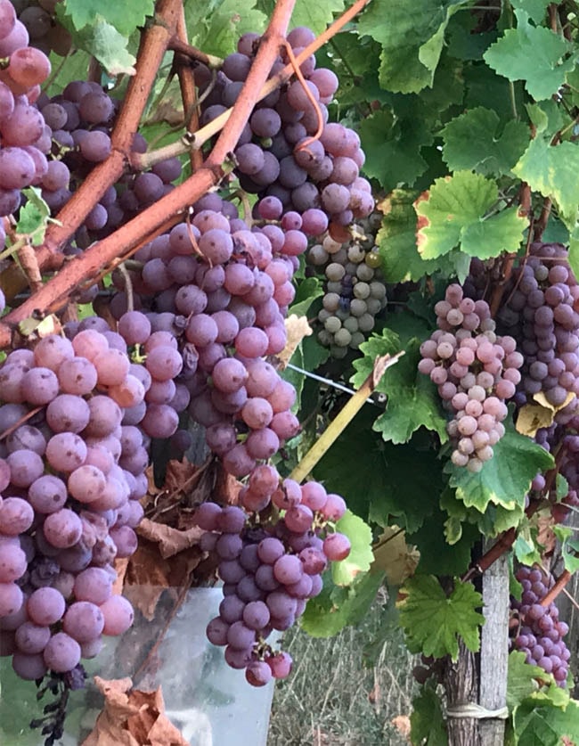 vinification chateau lafargue